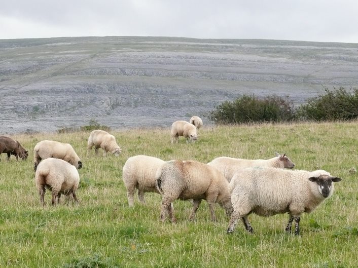 Sheep at Corcomroe Abbey, the Burren of Co. Clare