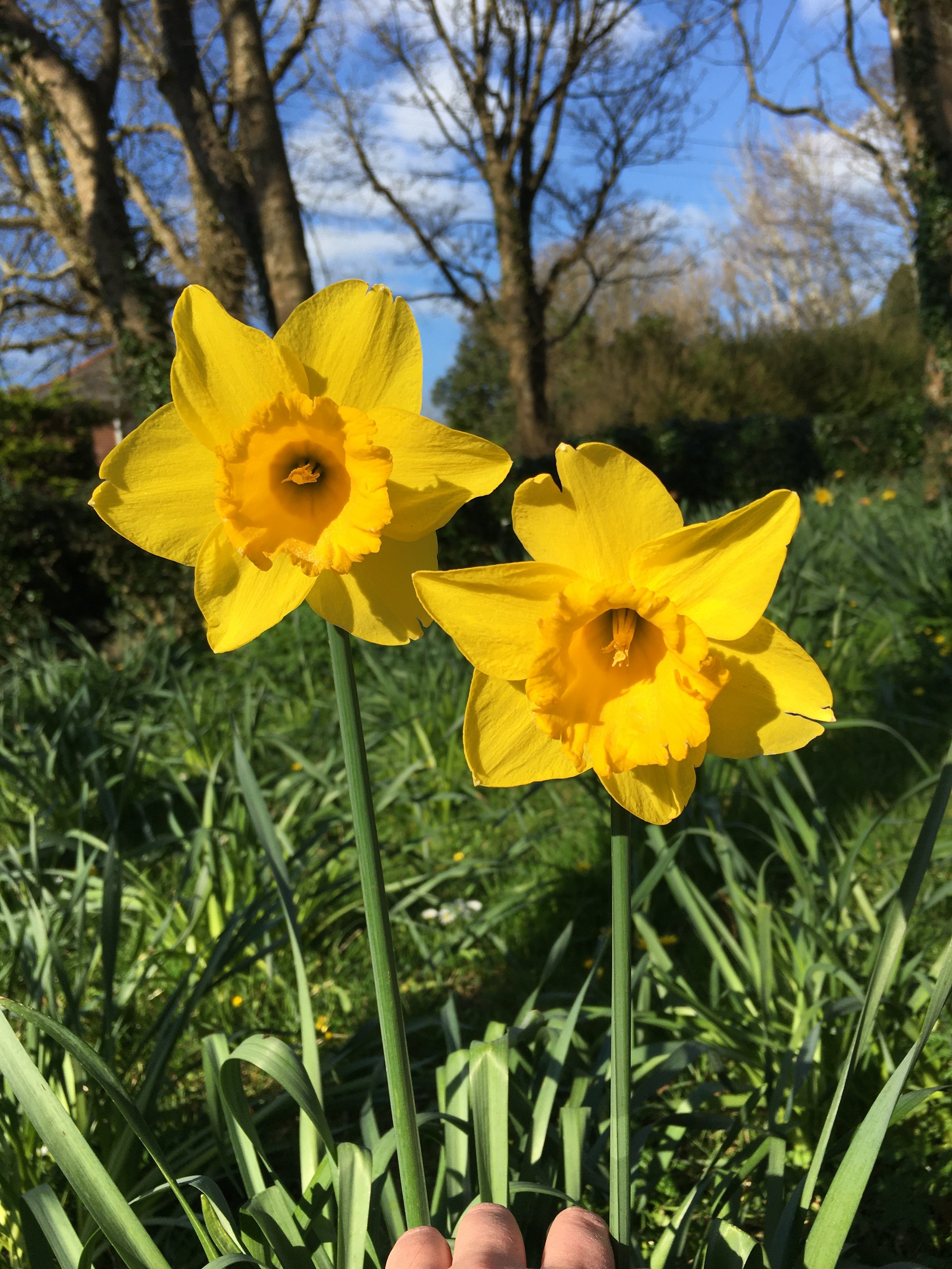 Digital Daffodil Day