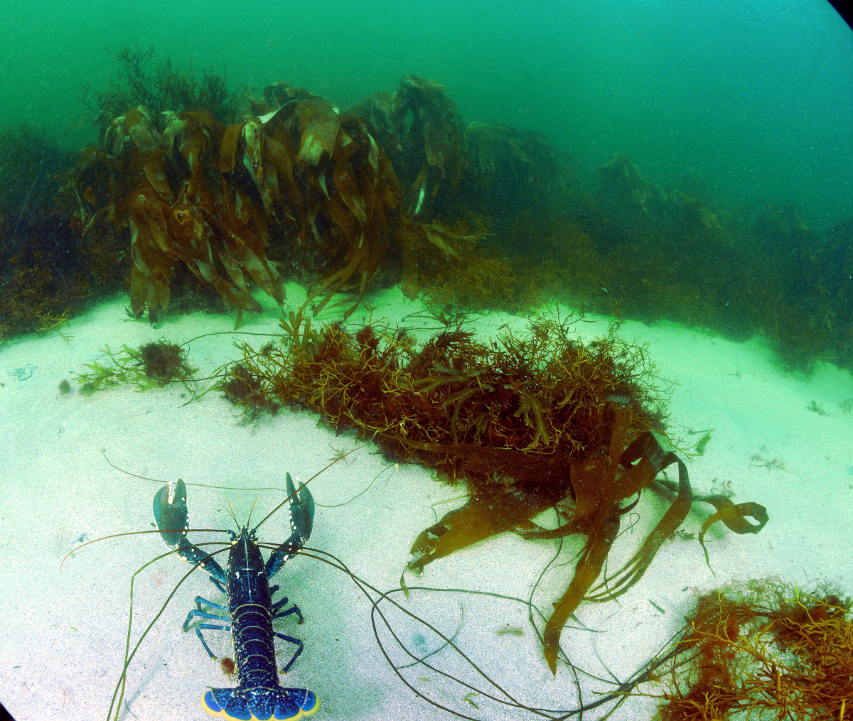 Common lobster in kelp park
