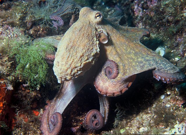 Octopus vulgaris, photo by Albert Kok
