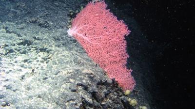 Deep-water coral